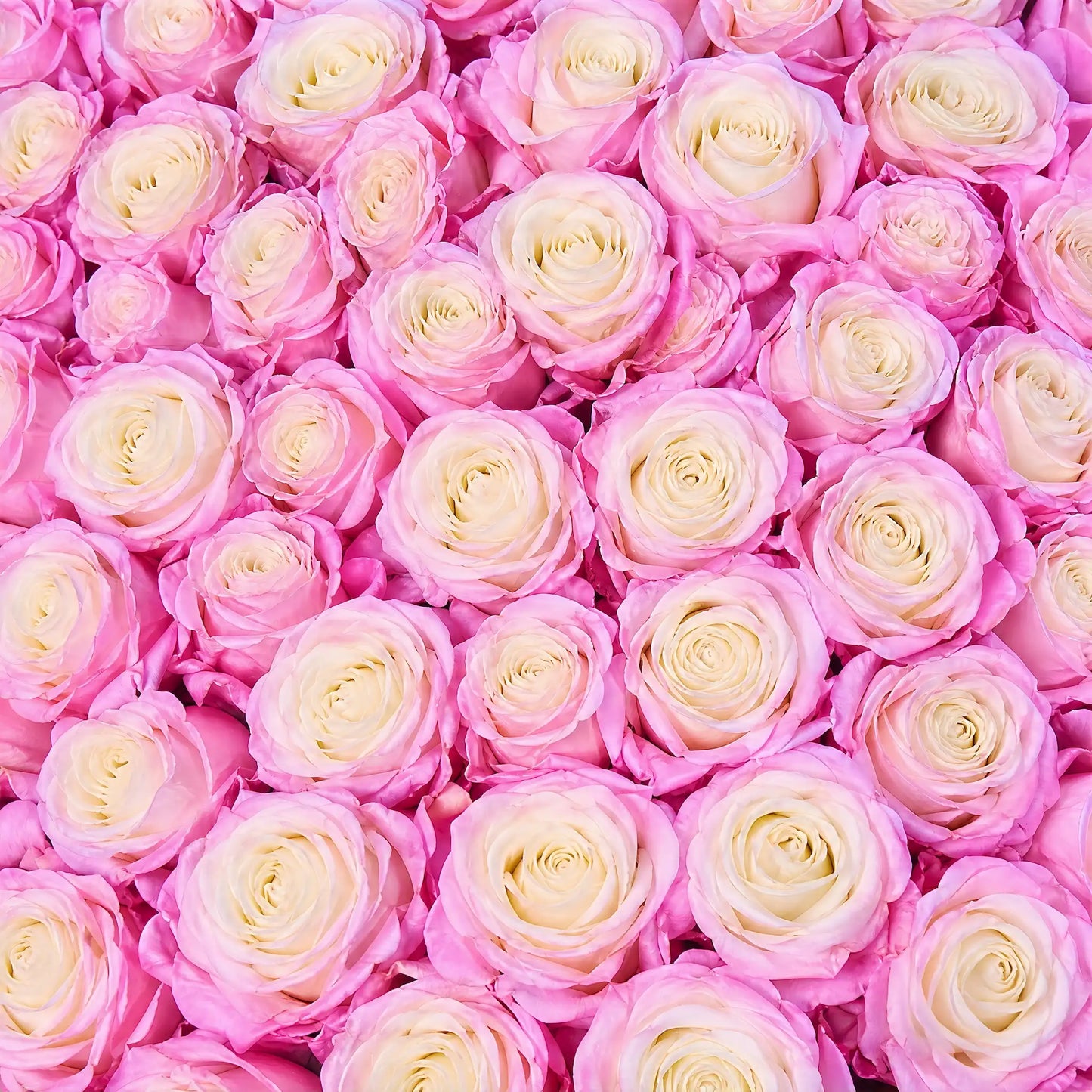 LULU ROSÉE long stem preserved blush & cream mixed rose petal close-up color swatch, premium eternal gradient rose texture detail, custom flower hue selection for long stem rose gift boxes