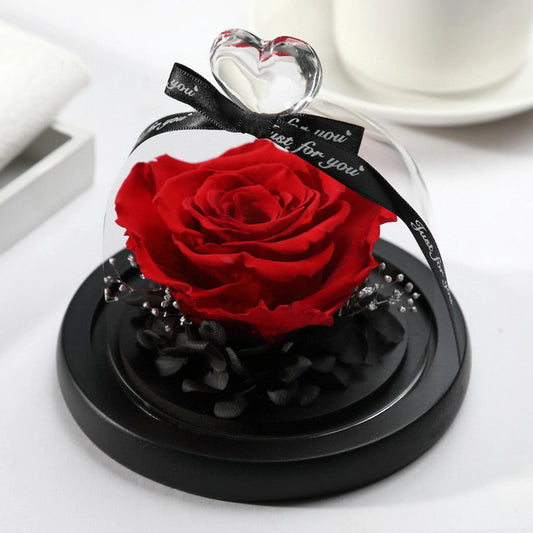LULU ROSÉE single rose glass dome red rose on white background