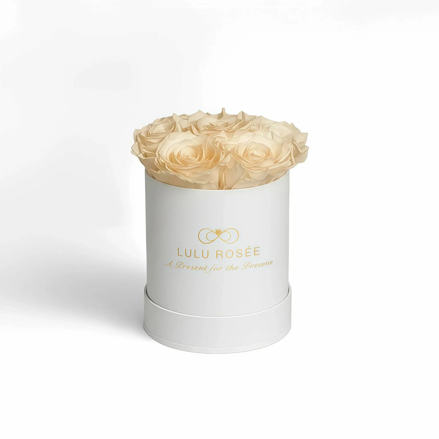 LULU ROSÉE baby round box champagne roses white classic box on white background