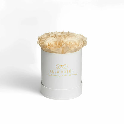 LULU ROSÉE baby round box champagne roses white classic box on white background