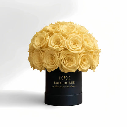 LULU ROSÉE classic superdome box light yellow roses black classic box on white background