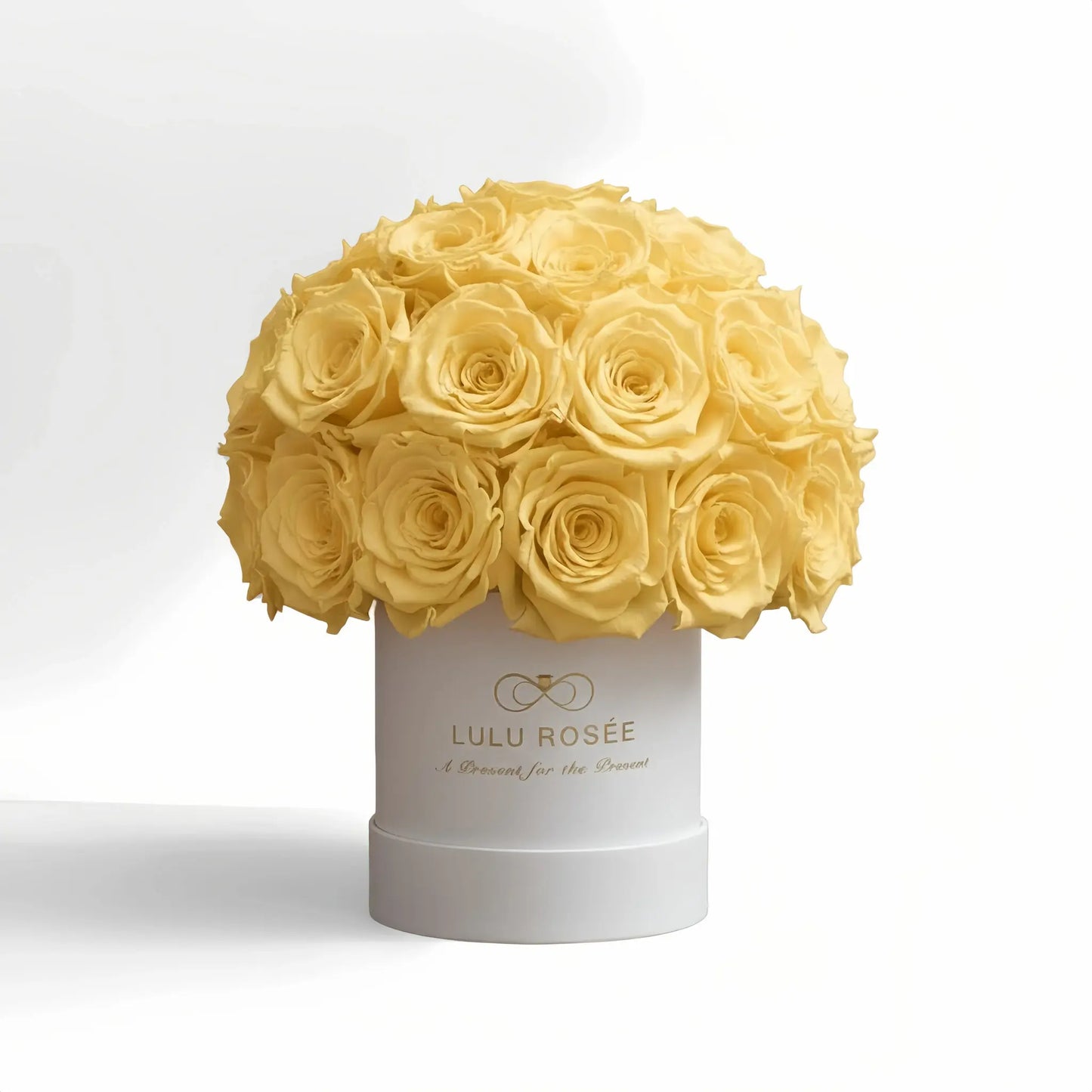 LULU ROSÉE classic superdome box light yellow roses white classic box on white background