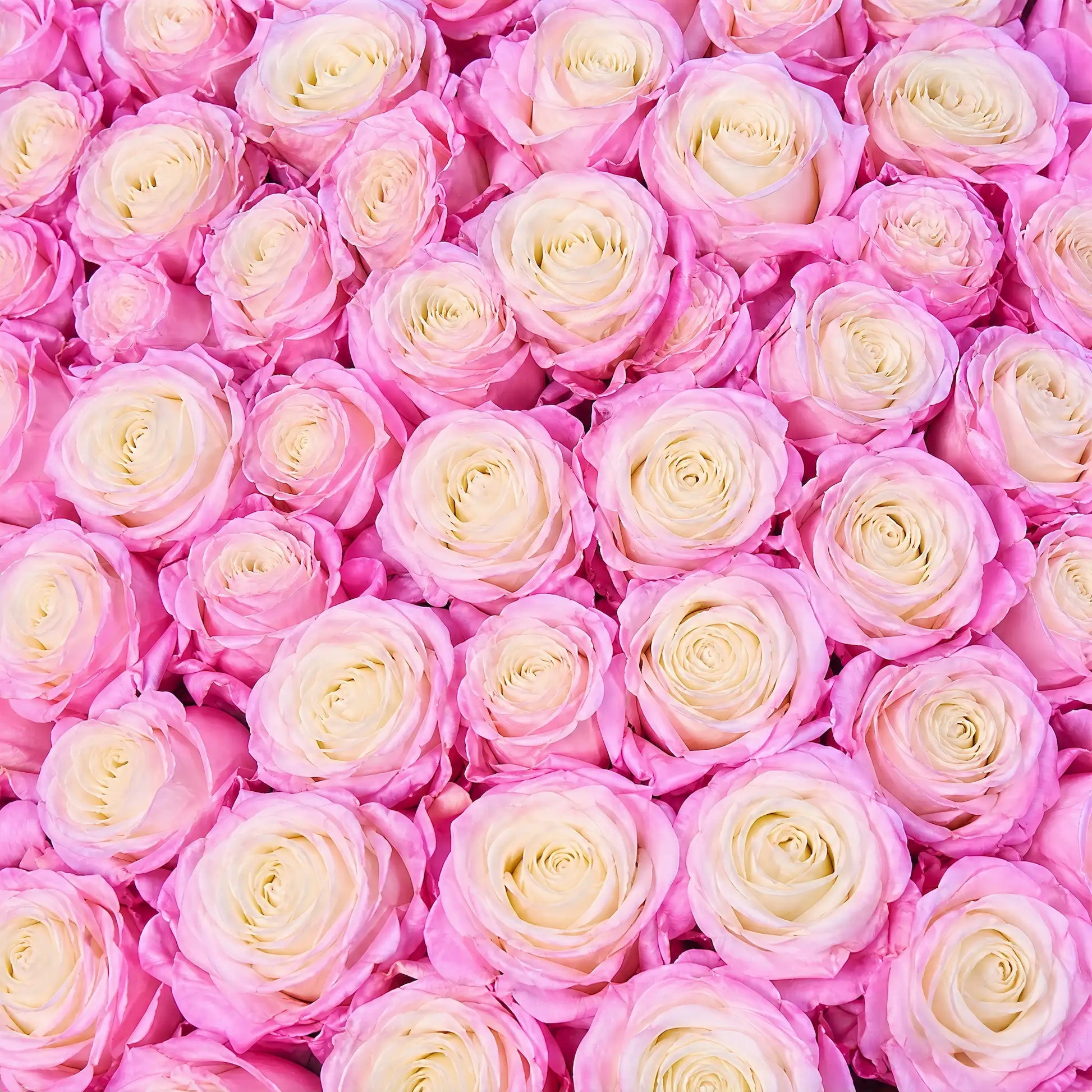 LULU ROSÉE long stem preserved blush & cream mixed rose petal close-up color swatch, premium eternal gradient rose texture detail, custom flower hue selection for long stem rose gift boxes