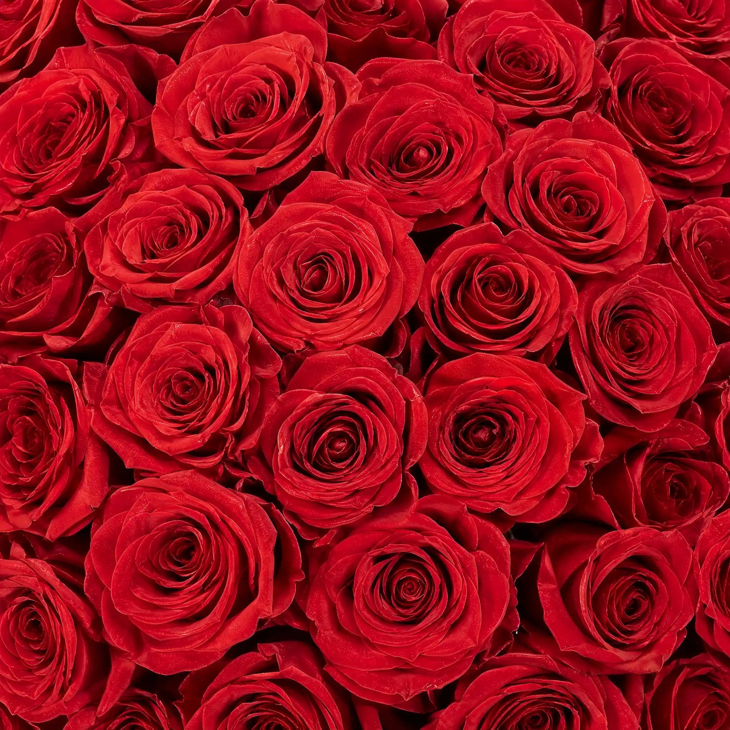 LULU ROSÉE long stem preserved red rose petal close-up color swatch, premium eternal rose texture detail, custom flower hue selection for long stem rose gift boxes