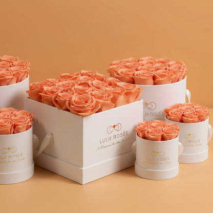 Lulu Rosee peach-colored roses in white boxes on a beige background